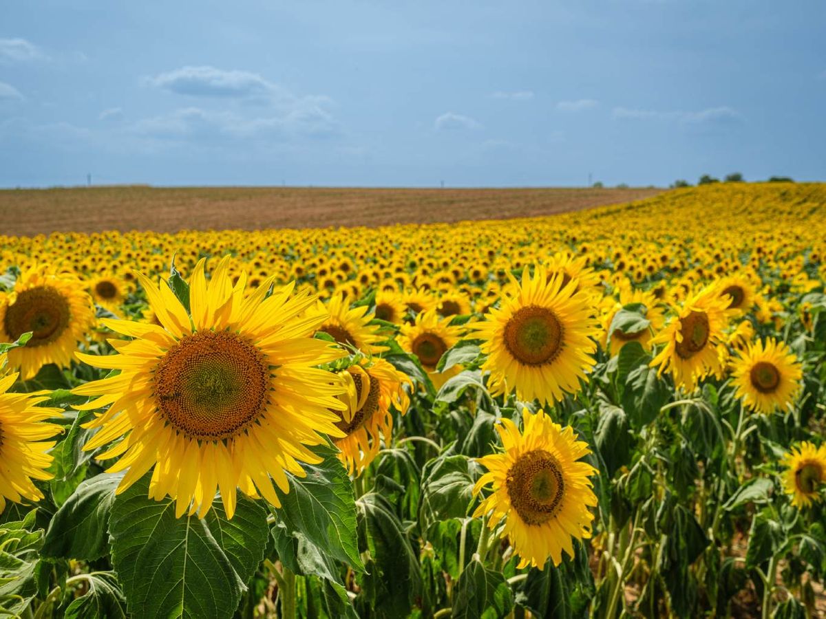 El girasol exuda inhibidores de giberelinas.