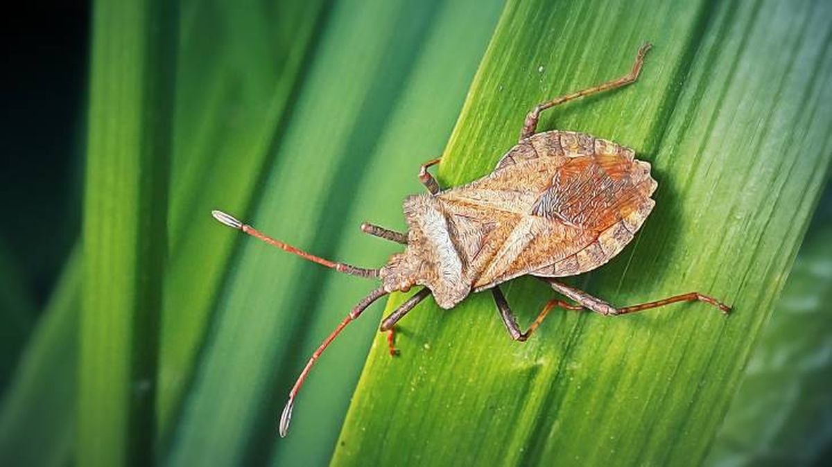 El chiche es uno de los insectos que vive en la naturaleza
