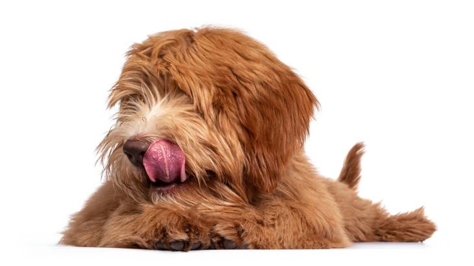 australian cobberdog caracteristicas australian cobberdog caracteristicas