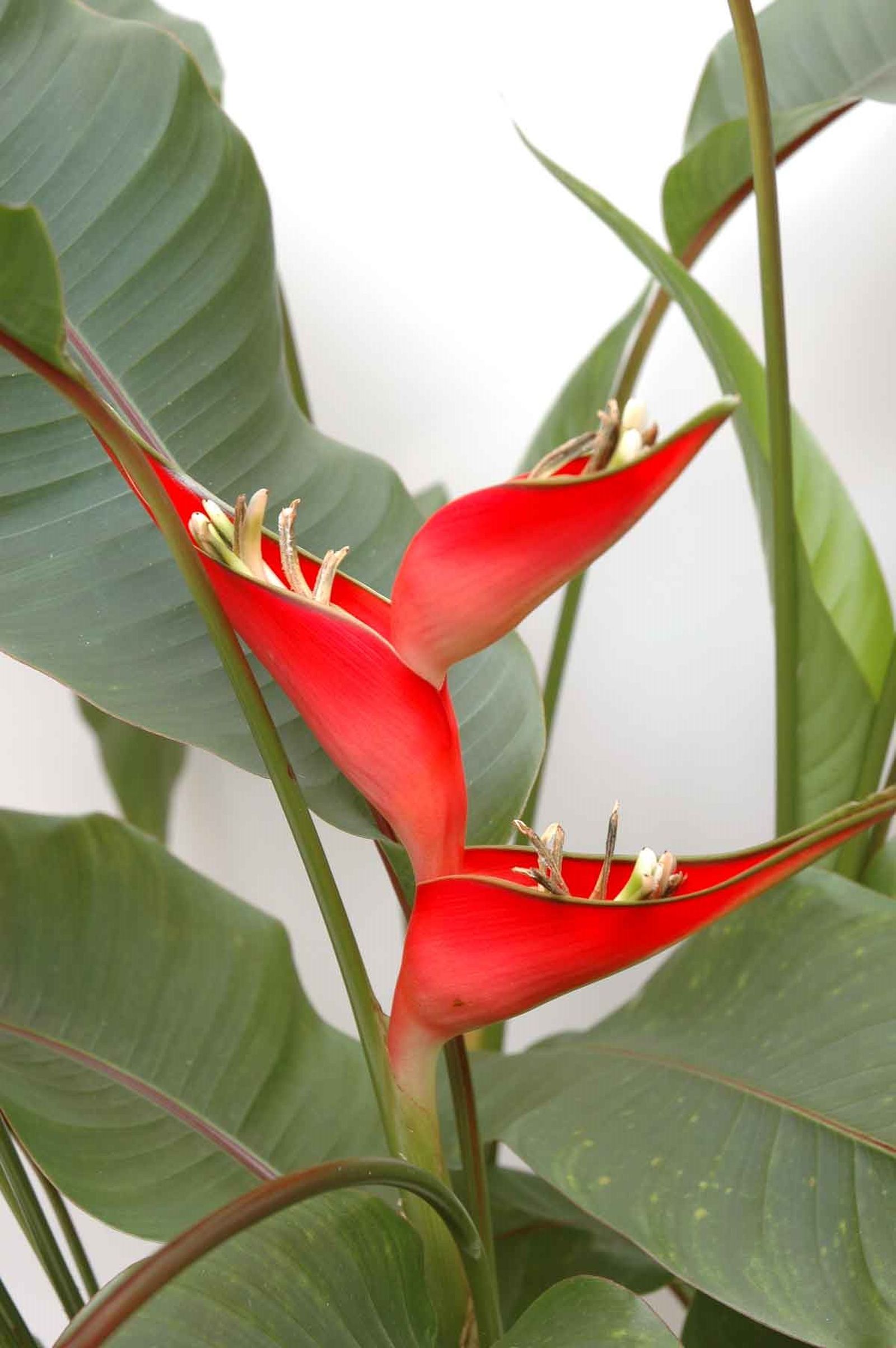Heliconia bihai 2
