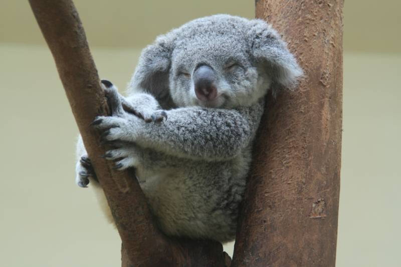 Los koalas son animales sedentarios, lentos y que pasen gran parte de su vida durmiendo Los koalas son animales sedentarios, lentos y que pasen gran parte de su vida durmiendo
