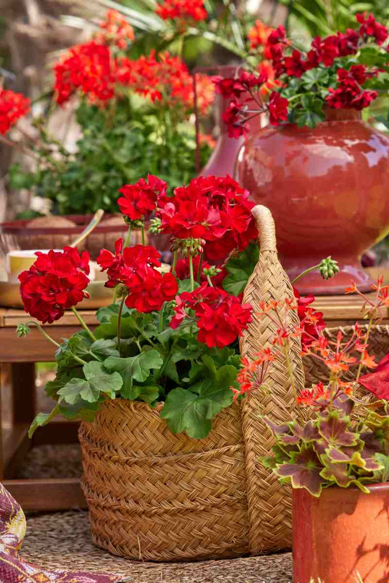El rojo es uno de los colores más popular de los geranios El rojo es uno de los colores más popular de los geranios