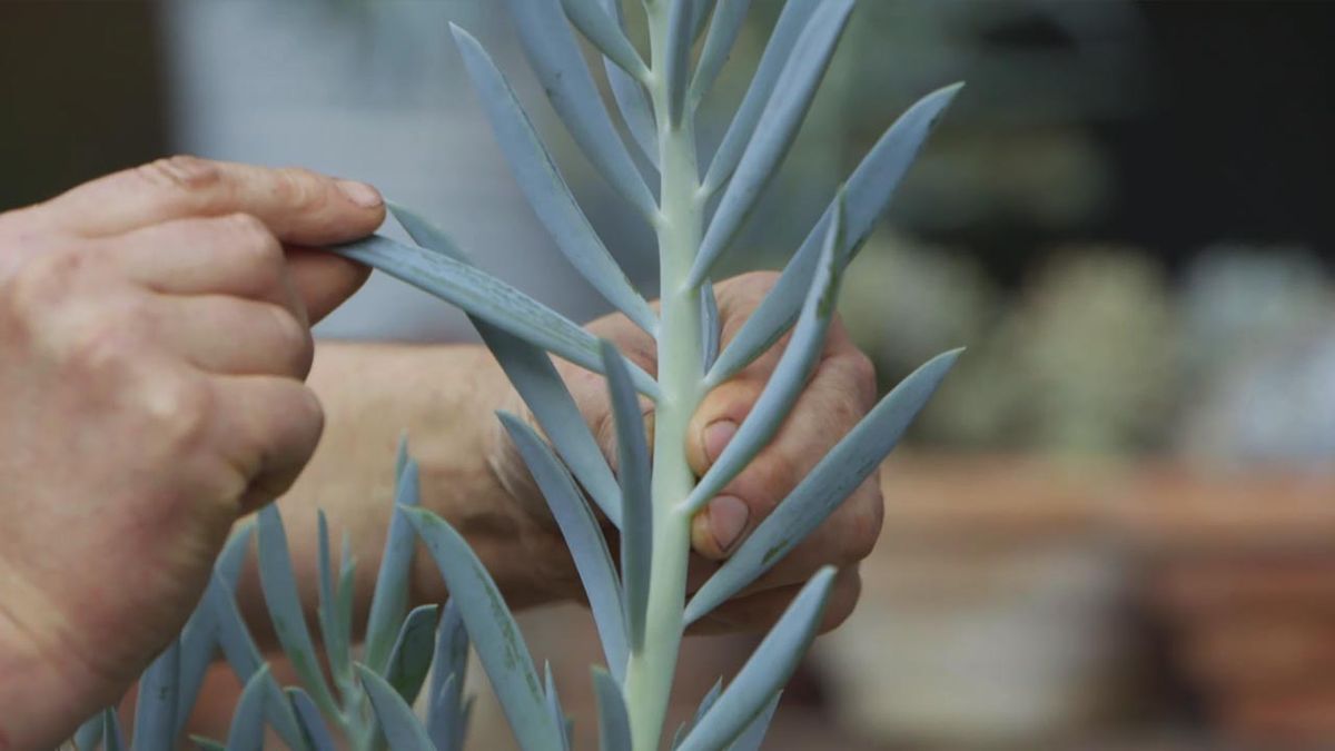 brico 1013 jardin esquejar senecio azul 2