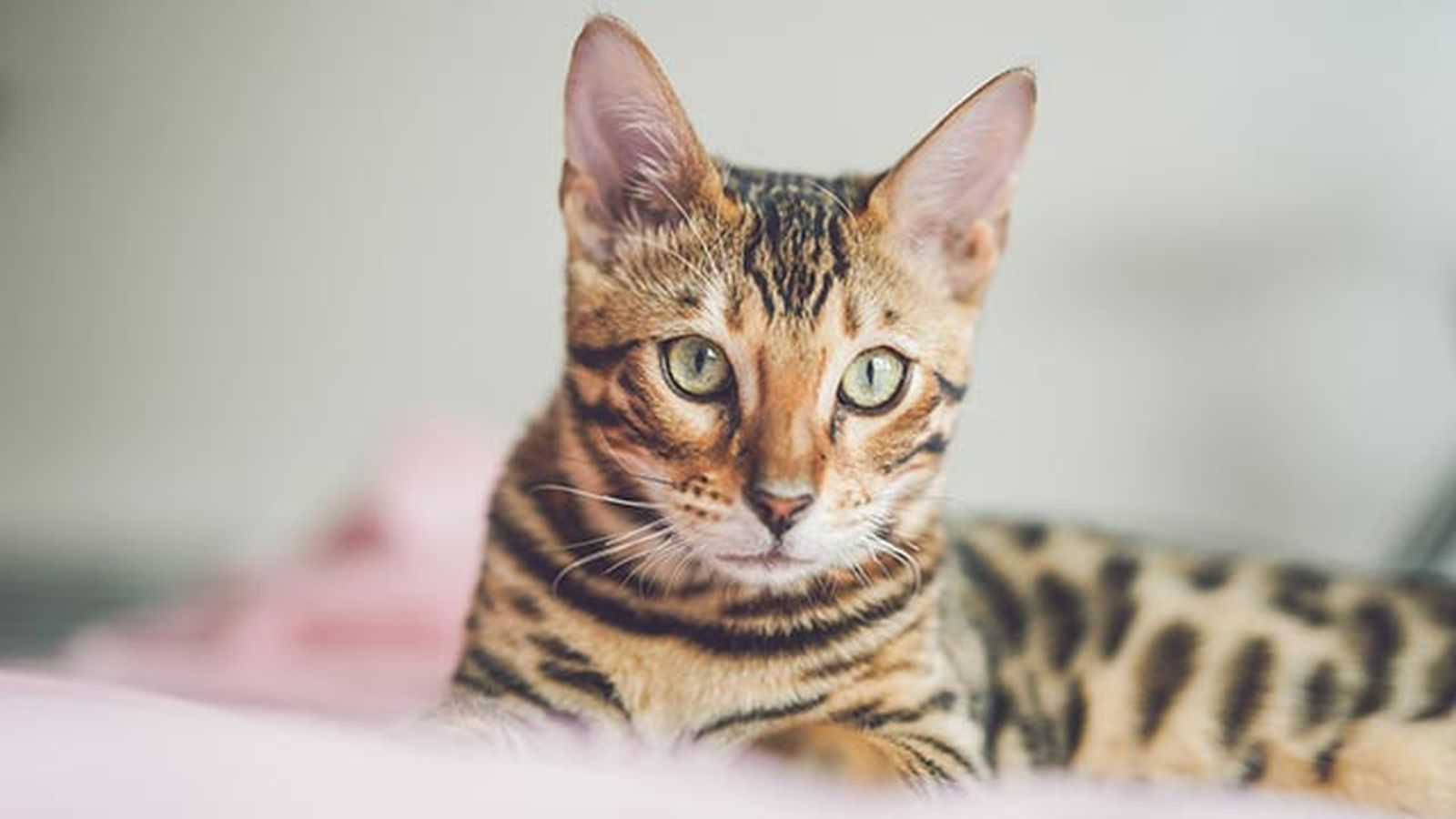 gato bengali bengala 1 gato bengali bengala 1