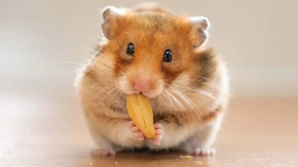 que come un hamster fruto seco (1)