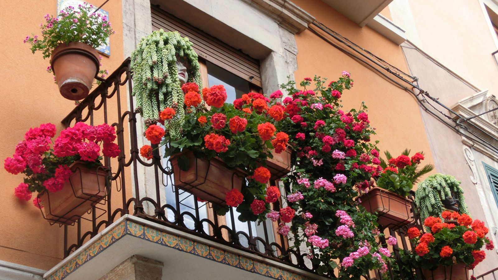 que plantar balcon orientado norte xl