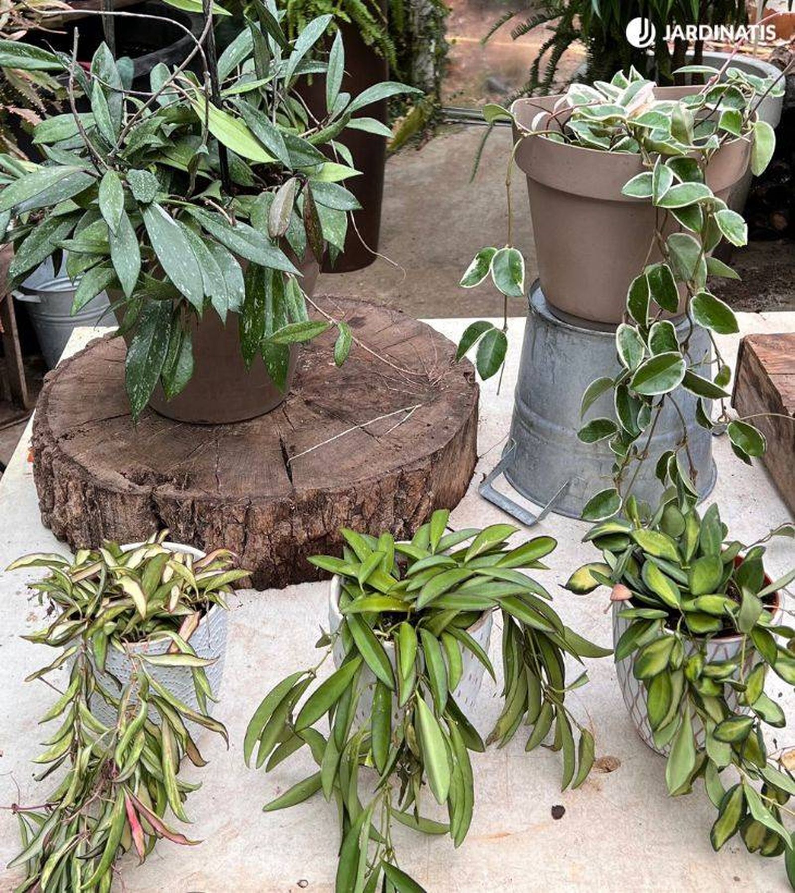 tipos de hoya jardinatis 53 tipos de hoya jardinatis 53