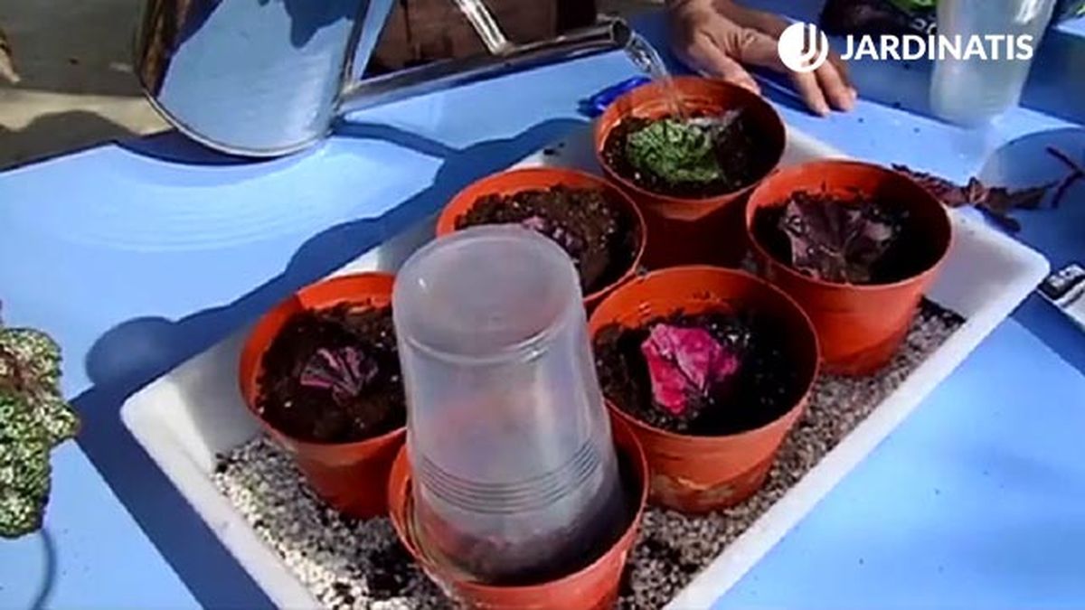 como reproducir begonia rex por esquejes brico 688 jardin