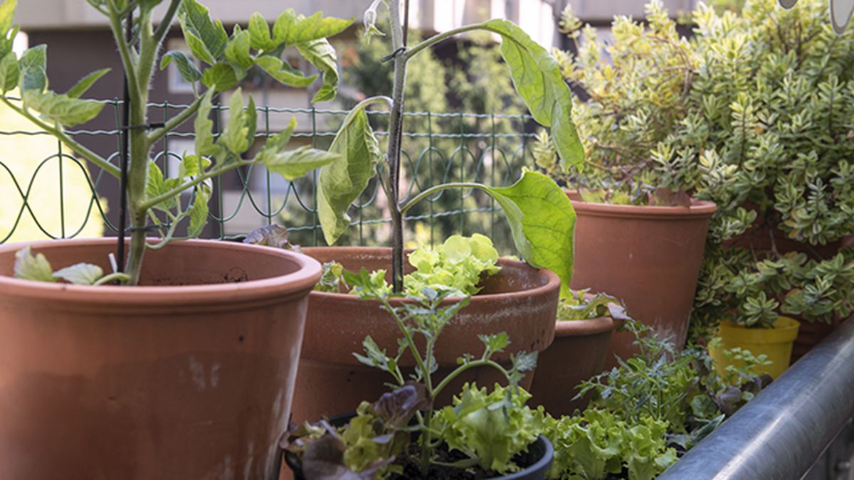 cultivar hortalizas en macetas