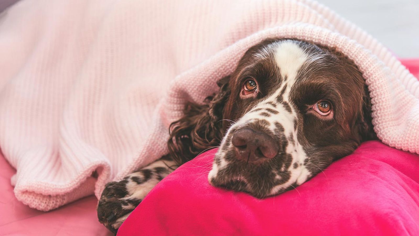 cosas donar refugio animales 8 cosas donar refugio animales 8