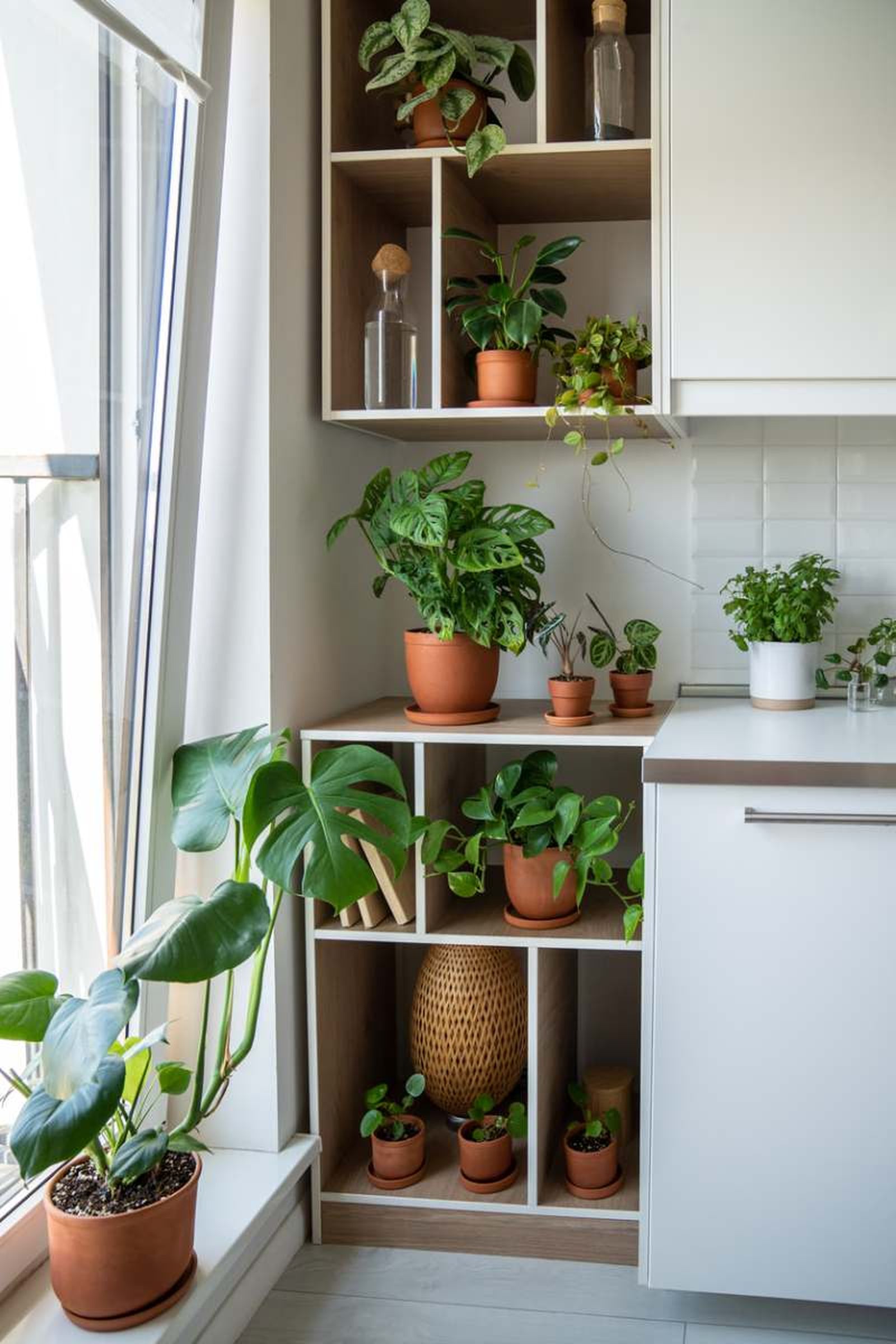 La luz en un factor fundamental para la salud de las plantas La luz en un factor fundamental para la salud de las plantas