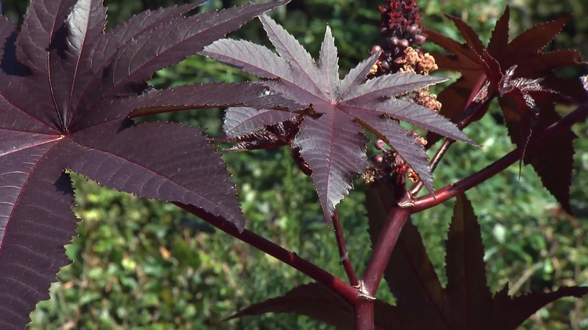 deko0706 jardin otono tonos rosas ricino