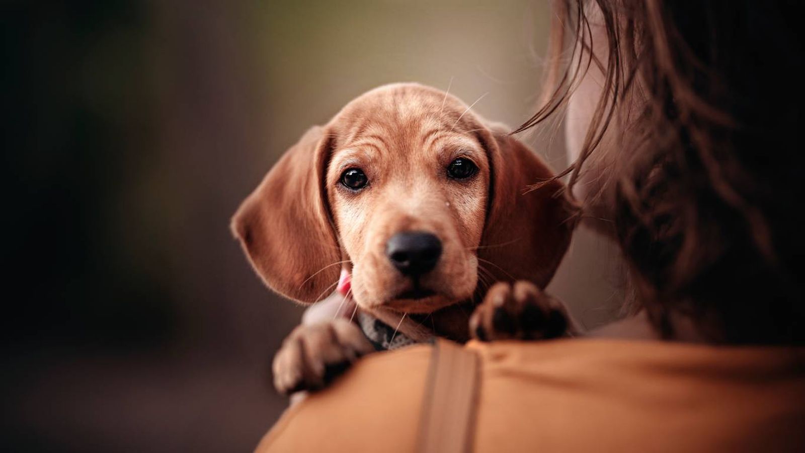 El adiestramiento canino no es solamente para evitar que tu perro rompa cosas.