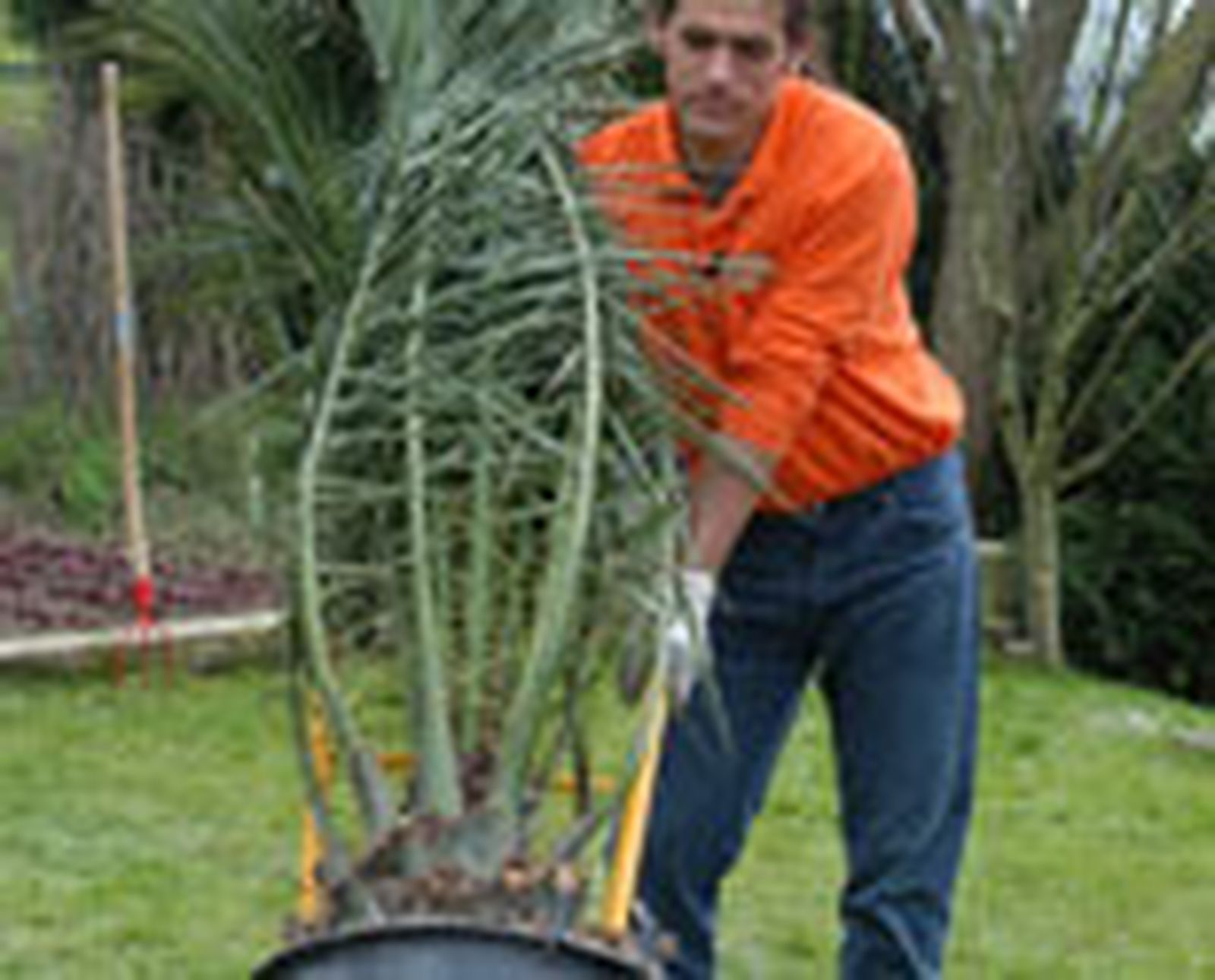 325 plant plam p01 325 plant plam p01