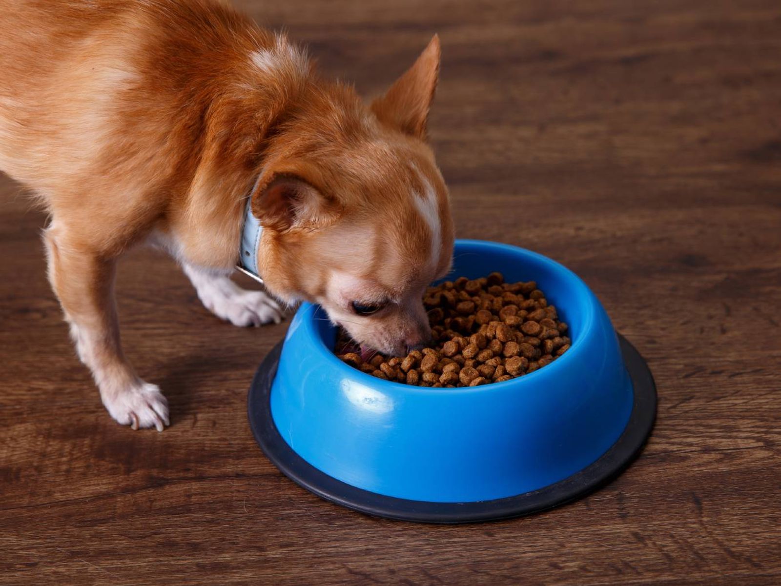 La proteína animal es básica en la dieta de cualquier perro.