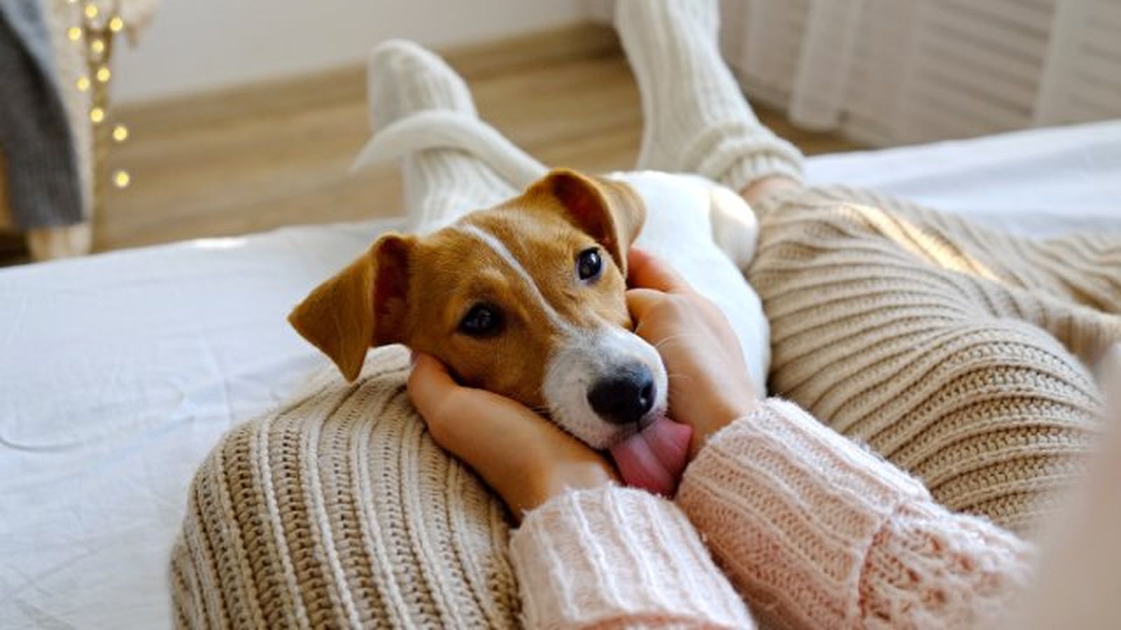 por que lamen los perros 7 por que lamen los perros 7