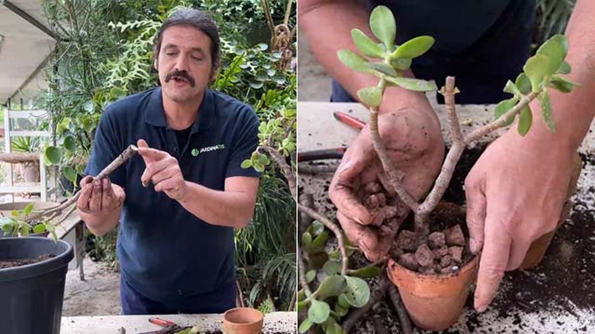 reproducir arbol de jade esquejes jardinatis 22 22