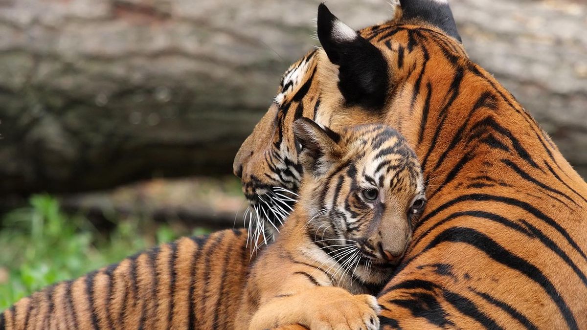 mejores abrazos mundo animal 5