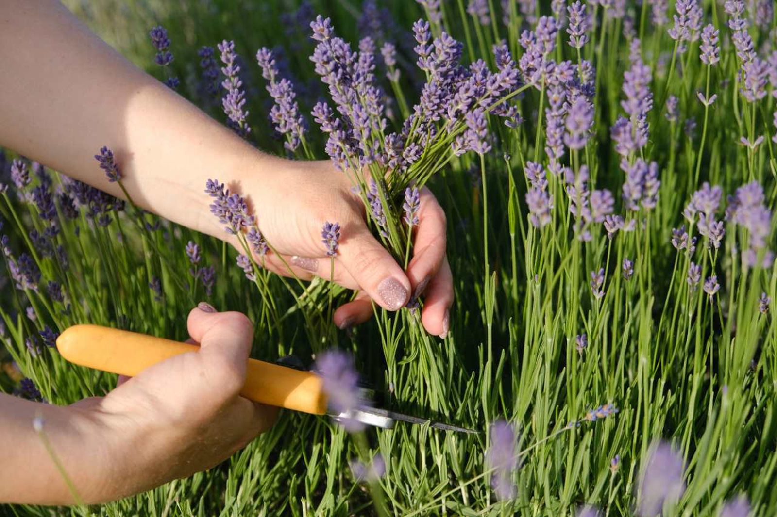 Para que la lavanda florezca con intensidad año tras año, es fundamental realizar una poda adecuada.