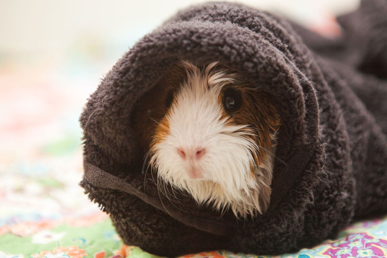 cobaya pelo mojado