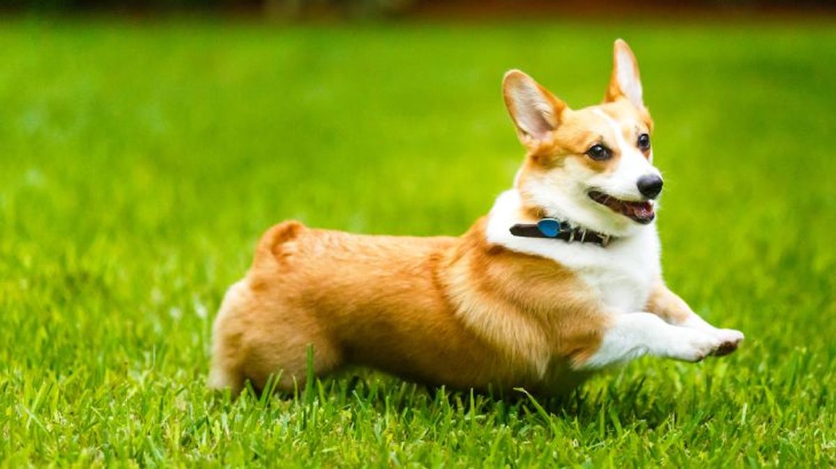 corgi gales de pembroke 2