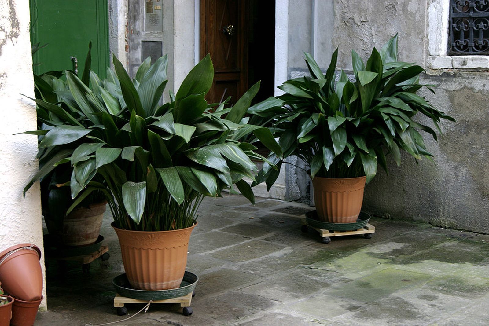 Aspidistra Nino Barbieri Aspidistra Nino Barbieri