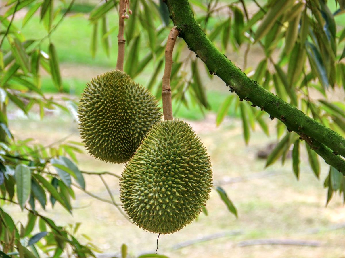 Árbol del durian