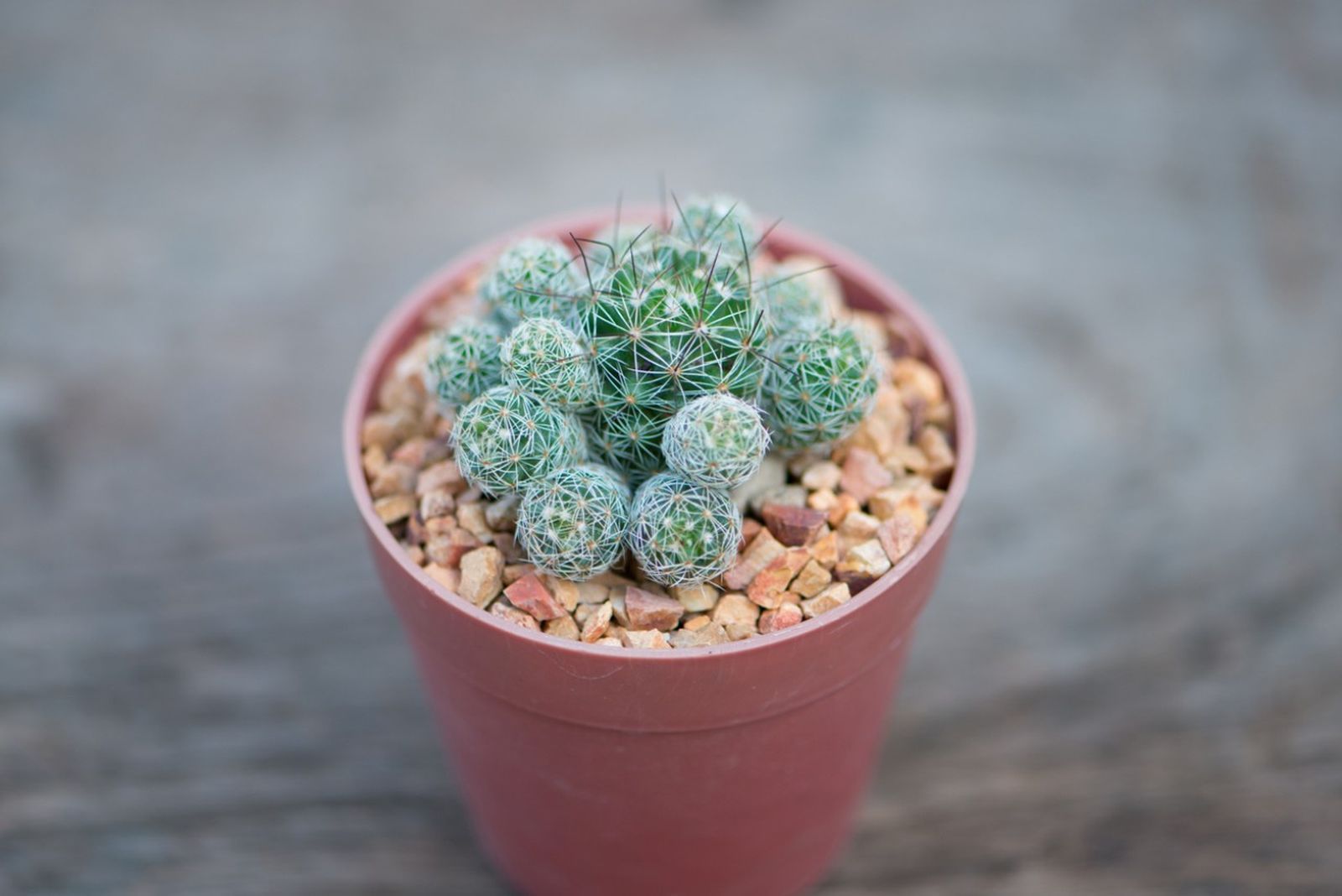Ciertas plantas se adaptan mejor que otras al macetas pequeñas.