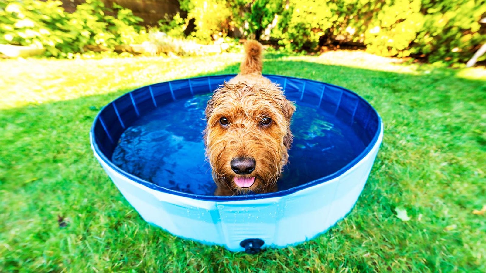 piscinas para perros piscinas para perros
