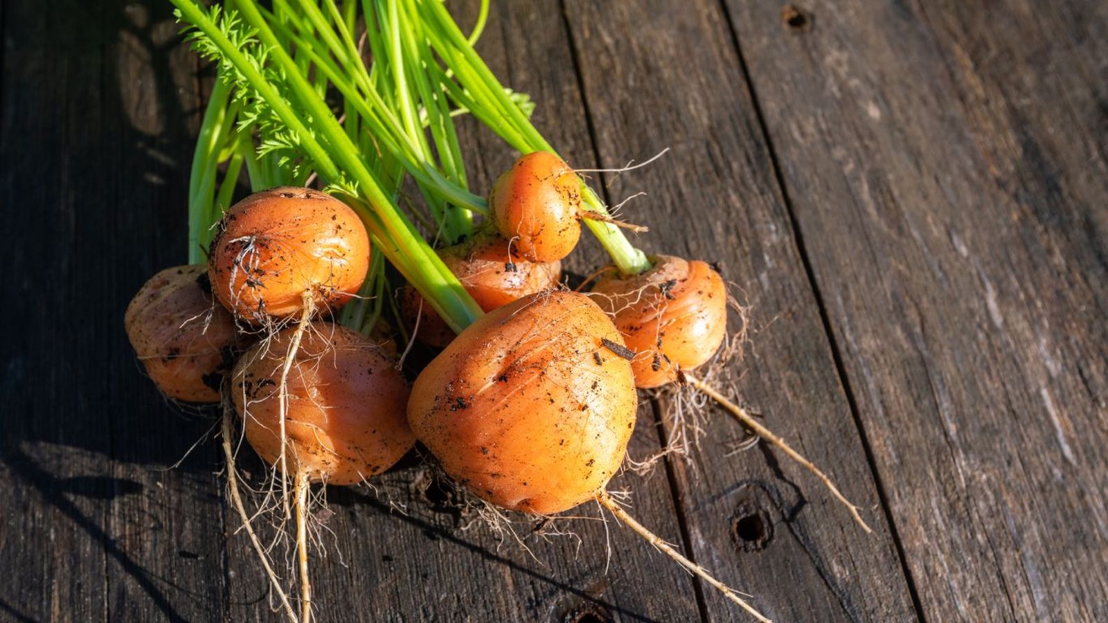 Zanahorias redondas Zanahorias redondas