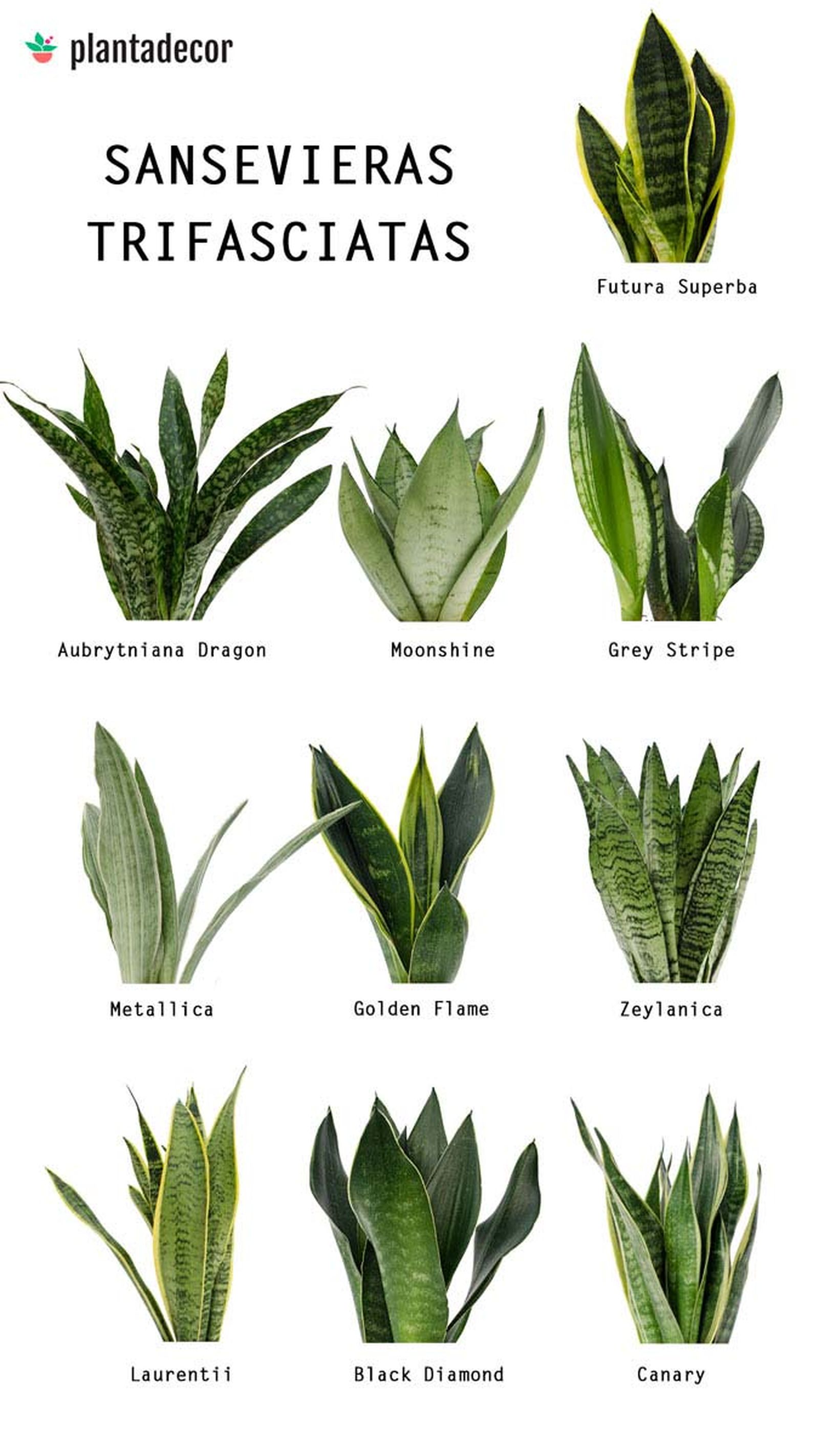 tipos sansevieras trifasciatas plantadecor tipos sansevieras trifasciatas plantadecor