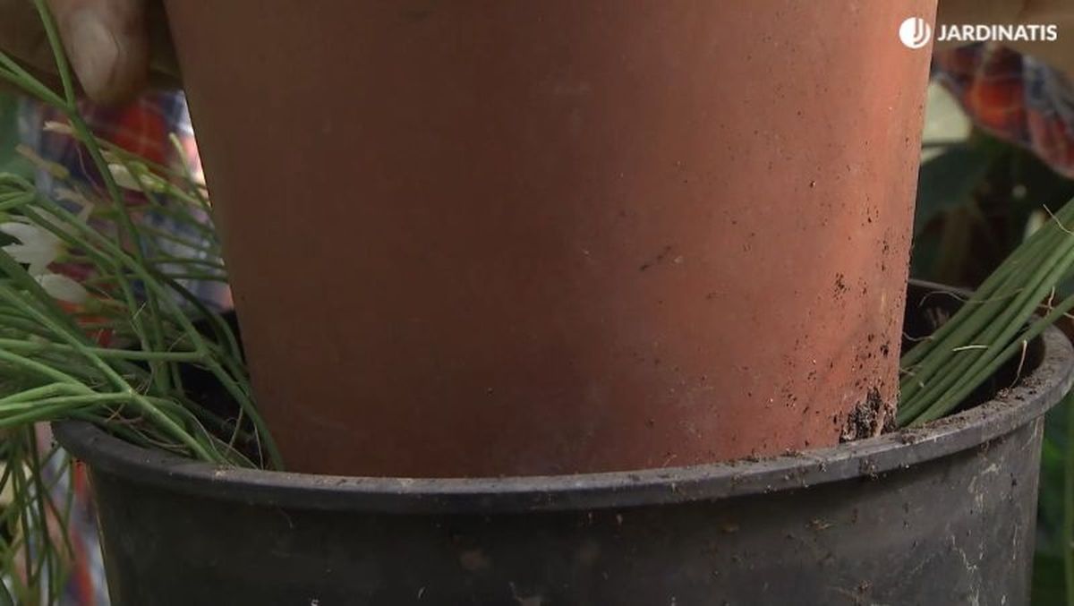 Ramas sobre el sustrato