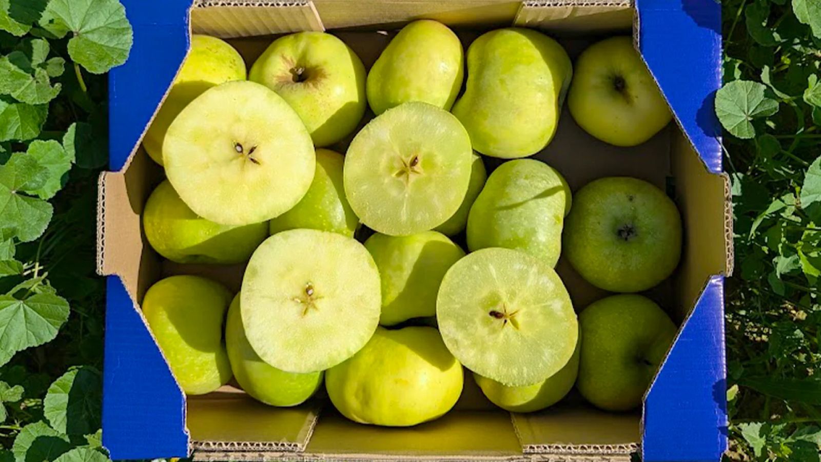 Interior translúcido de la manzana de hielo, una joya dulce del Rincón de Ademuz