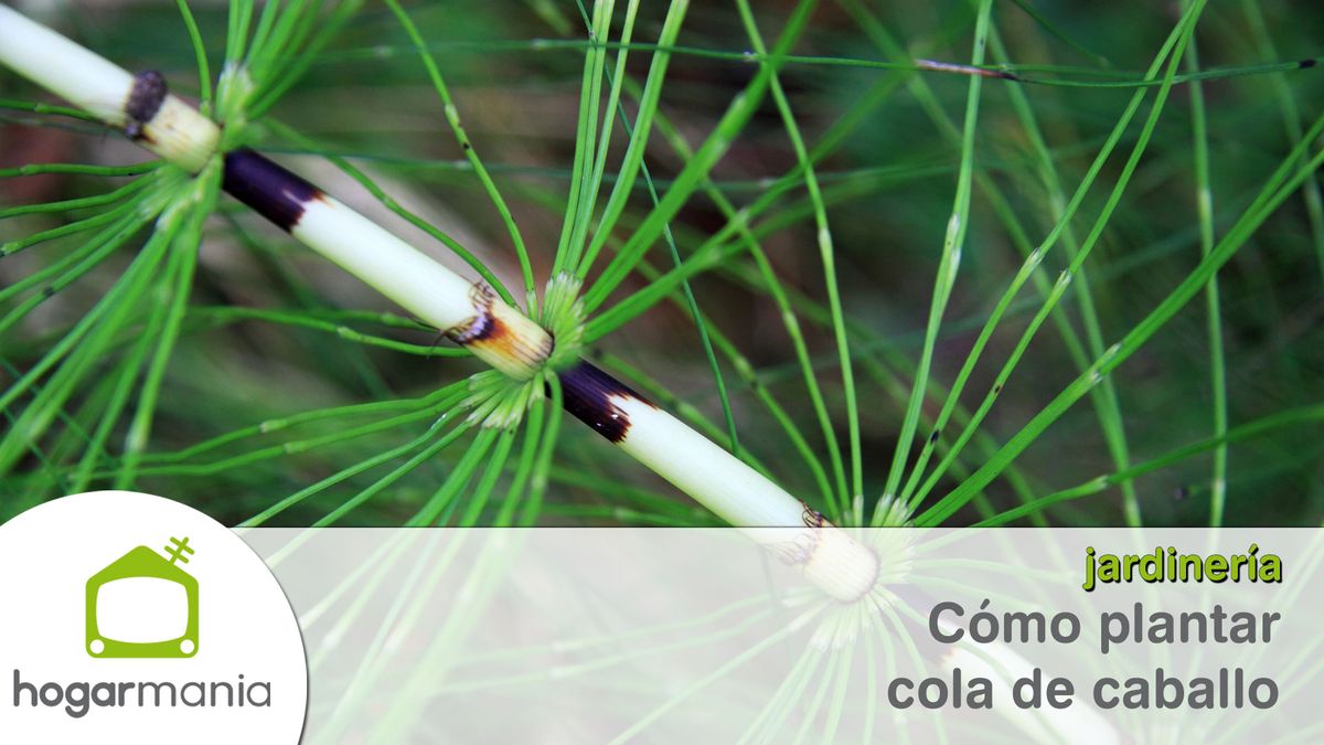 como plantar cola caballo balcon