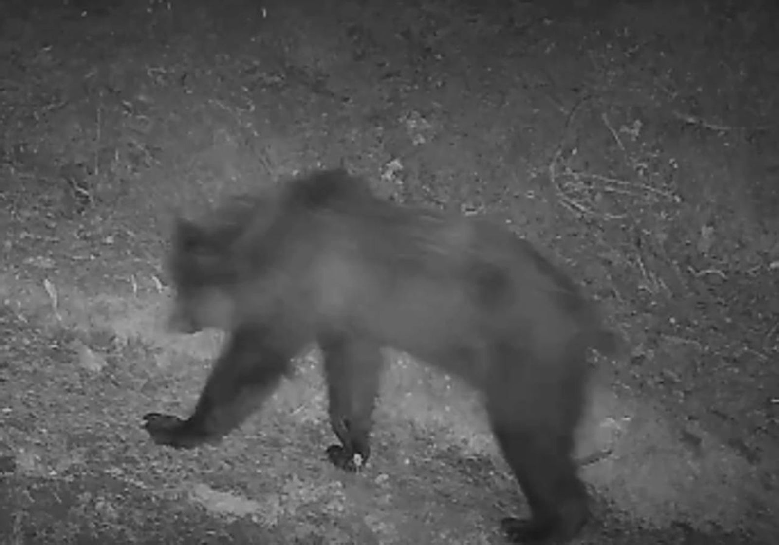 Un animal ha estado atacando al ganado de la zona de Garde