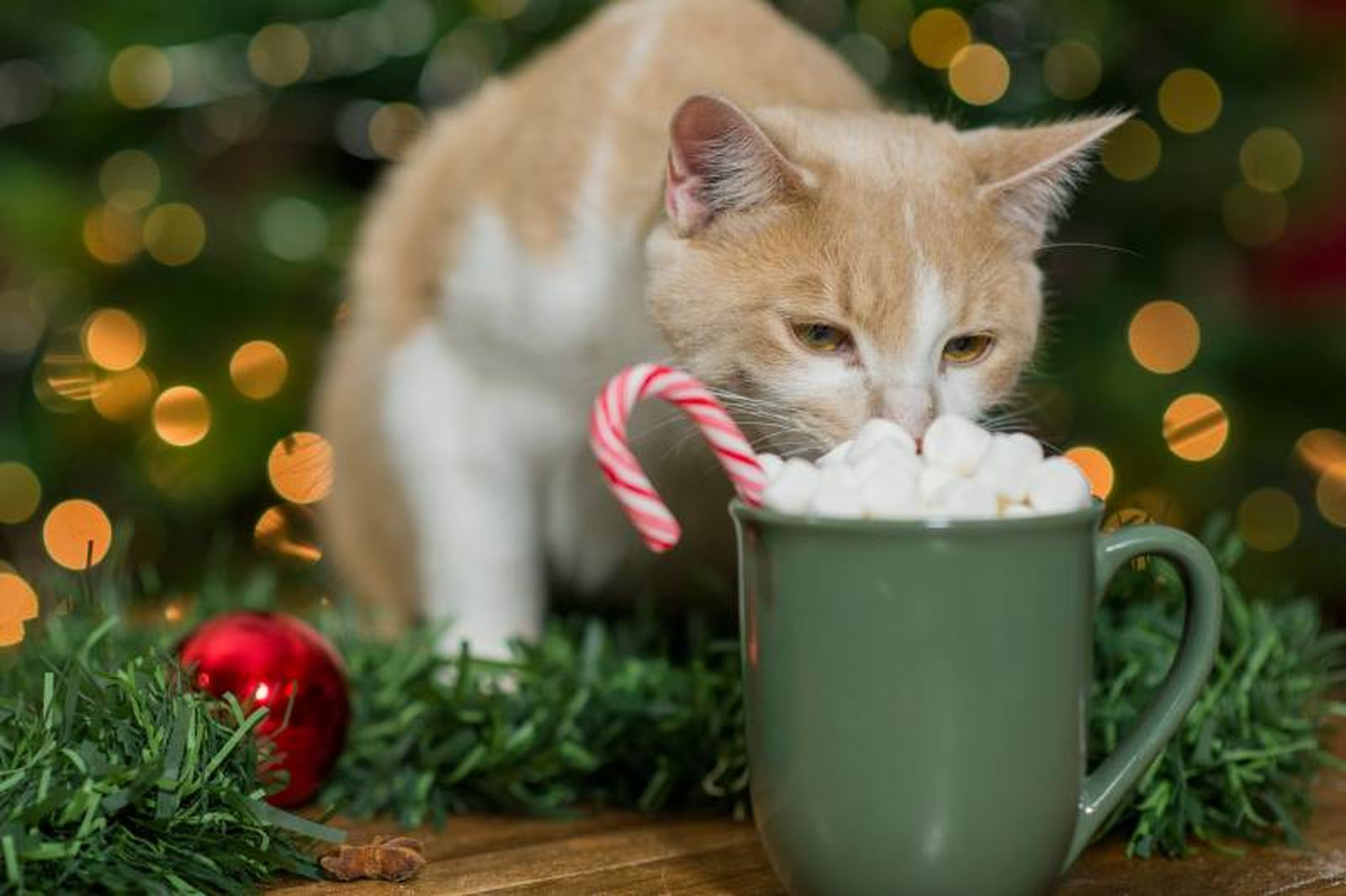 Hay que conocer bien los alimentos que no pueden comer los gatos. Hay que conocer bien los alimentos que no pueden comer los gatos.