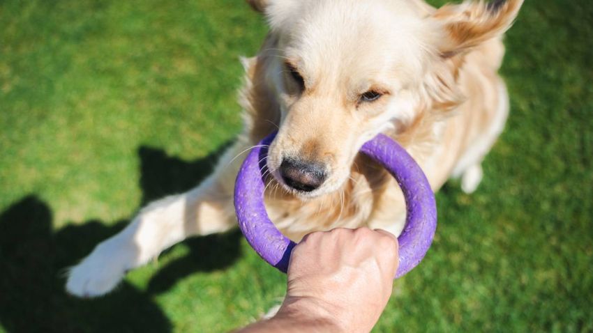 Inhibición de la mordida: cómo lograr que tu perro aprenda a no hacer daño.