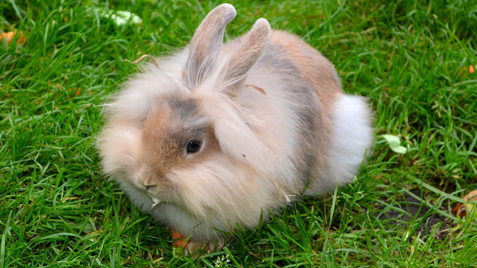 conejo enano angora origen conejo enano angora origen