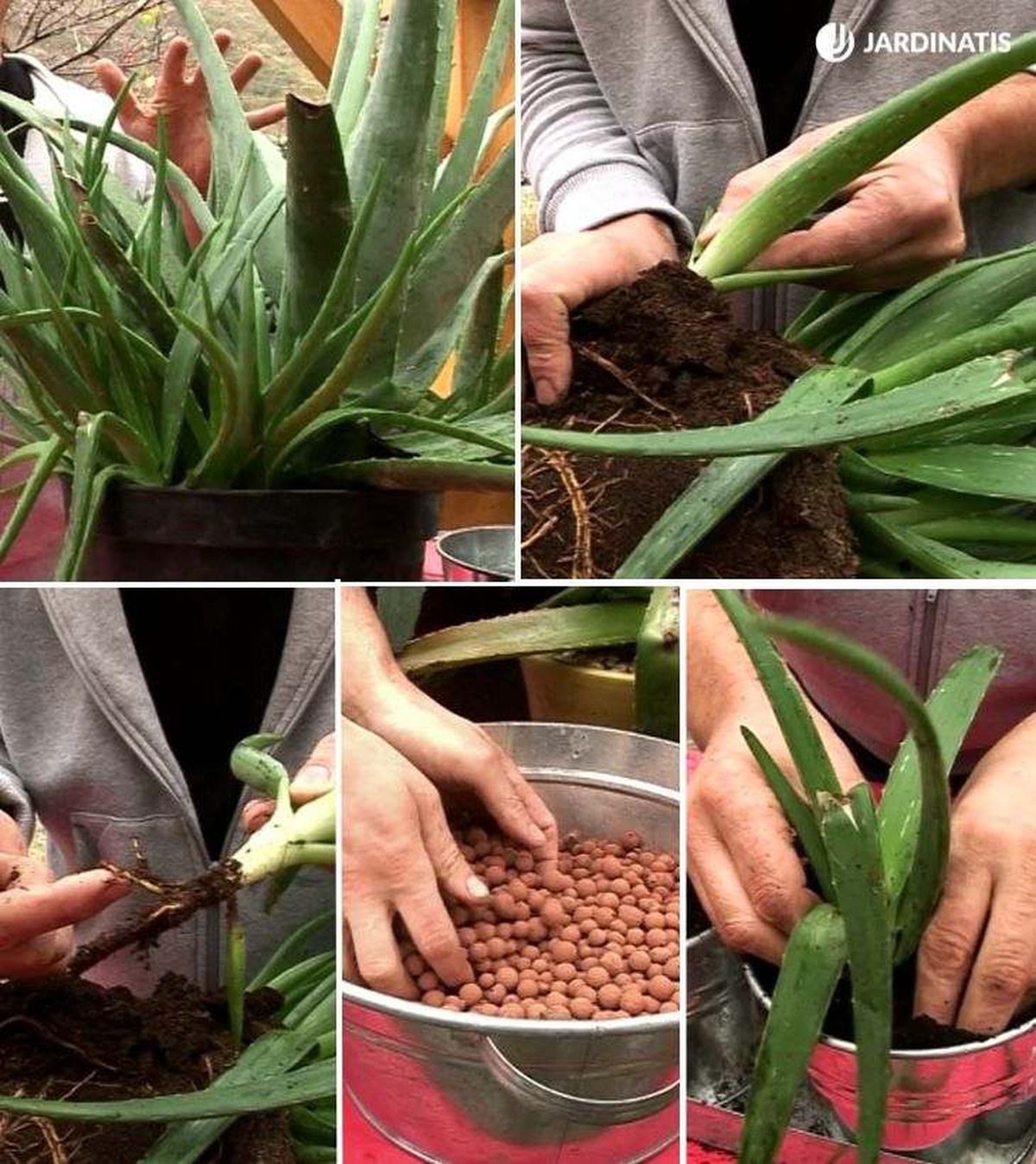 reproducir aloe vera hijuelos brico 593