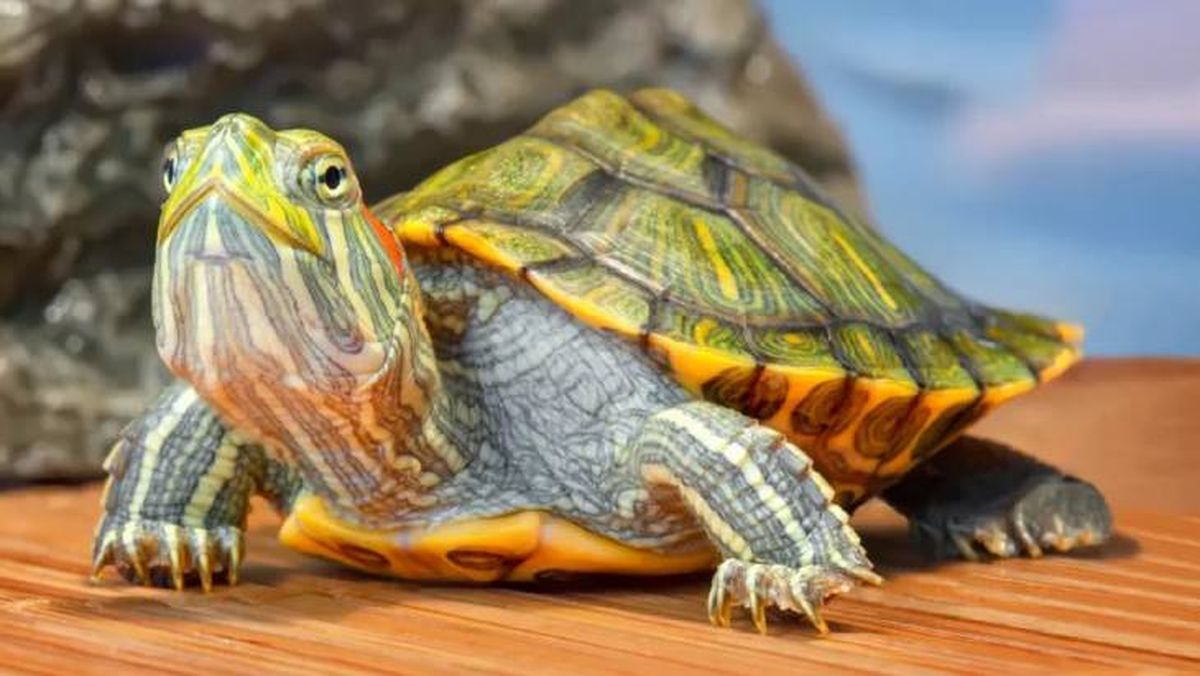 que tipo de tortuga tengo