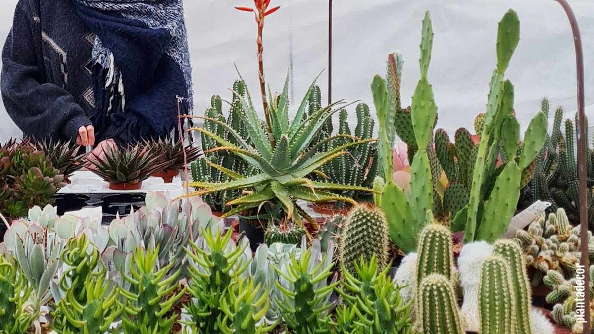 Suculentas en invernadero protegidas del frío del exterior