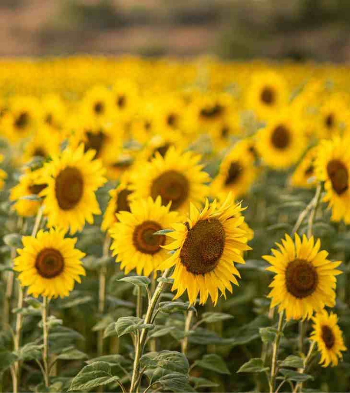 por que los girasoles miran al sol