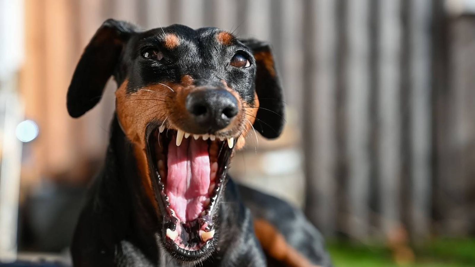 ¿Por qué los perros solo ladran a algunas personas?
