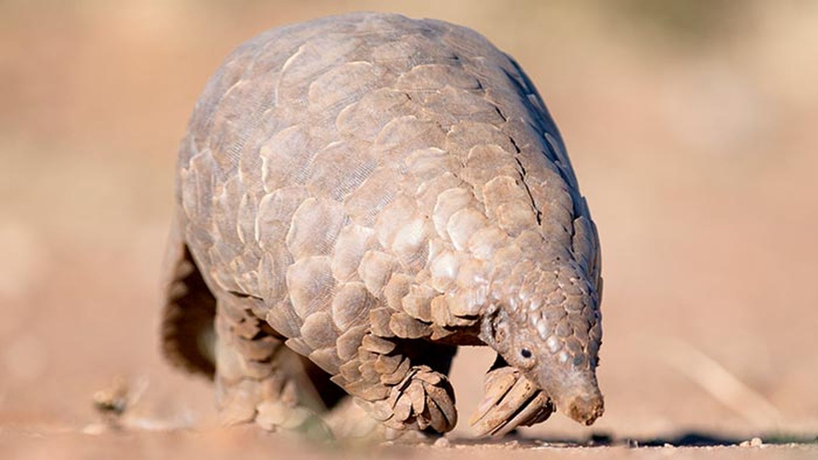 pangolin 4 pangolin 4