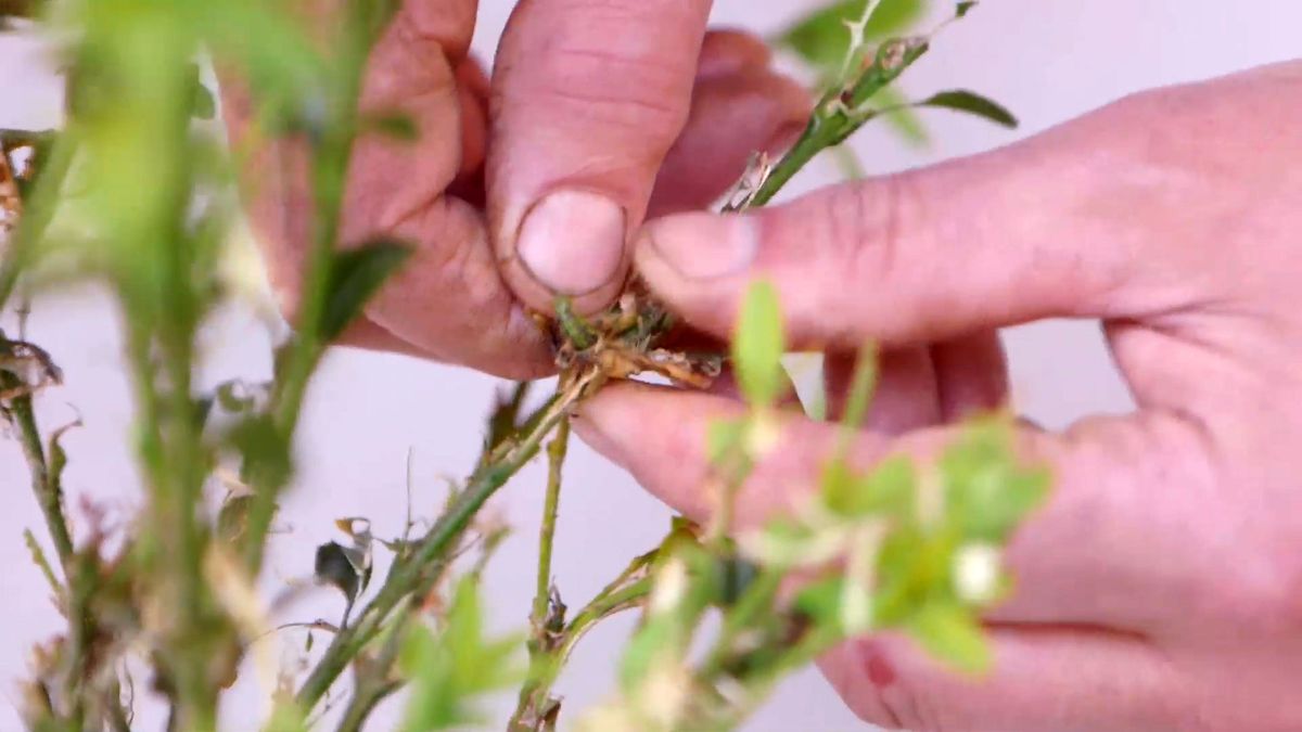 brico 0914 3 oruga boj ninfas orugas