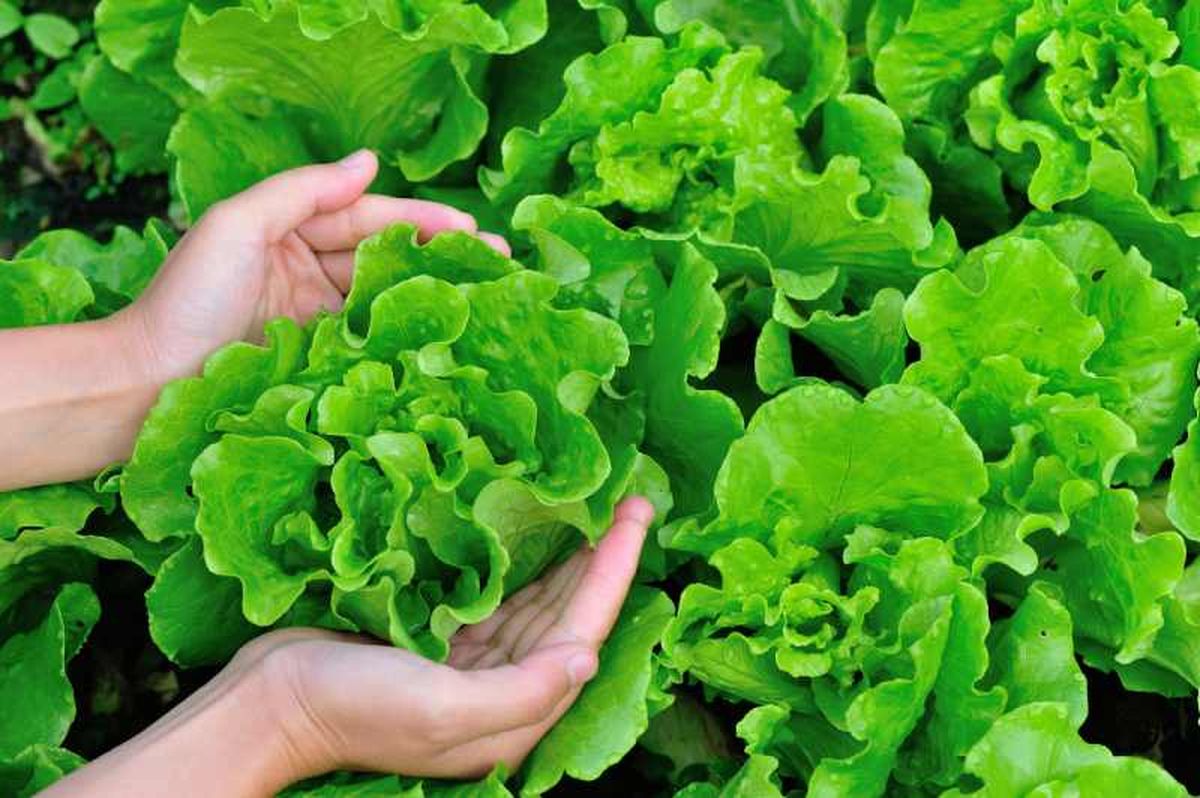 El cultivo de la lechuga agradece las temperaturas frescas