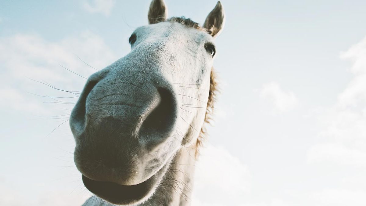 selfies divertidos animales granja 4