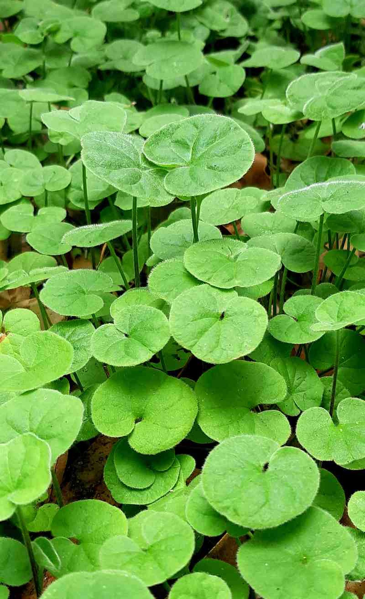Hojas de la Dichondra repens.