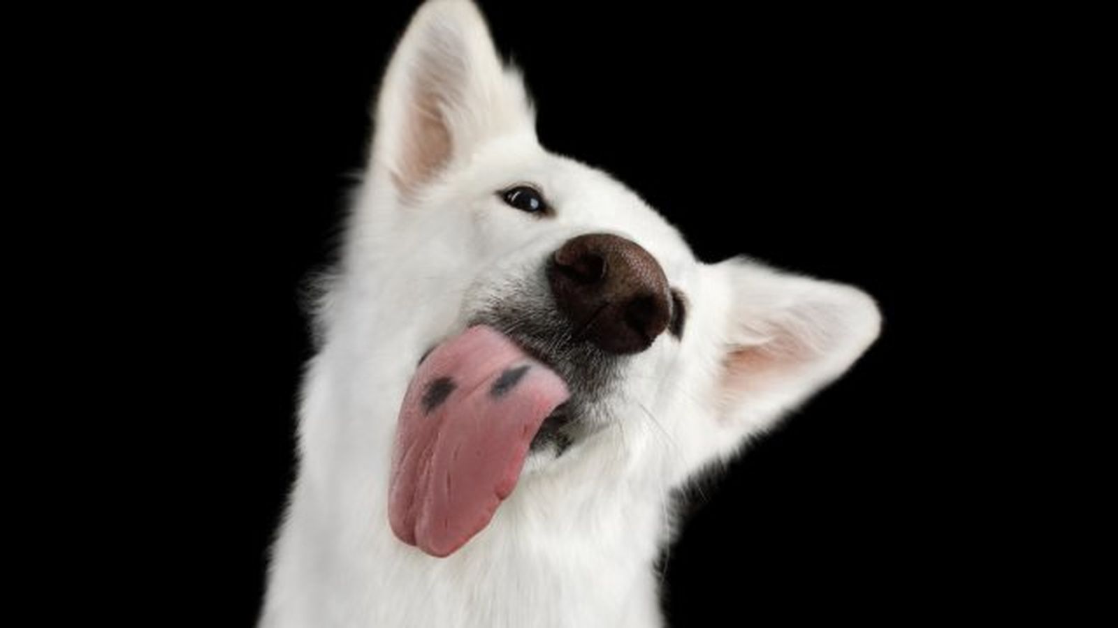 por que lamen los perros 12 por que lamen los perros 12