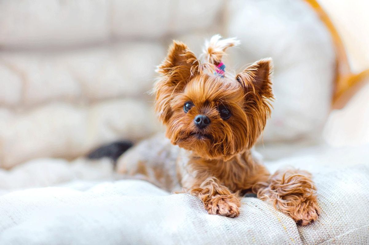 razas vivir piso yorkshire terrier